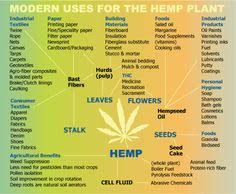 Industrial Hemp Uses And Benefits