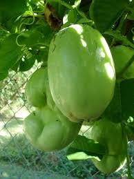 Perfect for balconies or backyards, our space saving and fast fruiting trees make perfectly unique gifts! Pin On Home Sweet Home Sweet Trinidad Tobago