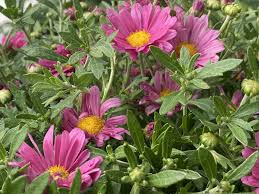 Jalapa flowers best if it's planted in full sun, but it will take some shade. Mammoth Mums And Minnesota Mums Sunnyside Gardens