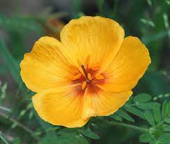 It is possible to have a productive vegetable garden in hot climates like arizona during the summer heat. Arizona Poppy Plants How To Care For Arizona Poppies In Native Gardens