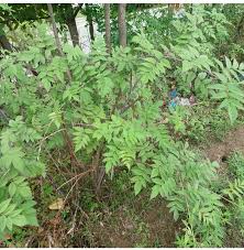 Image result for Rubus adolfi-friederici