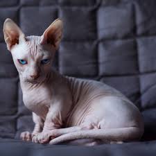 The bambino cat has short legs, large upright ears, and is usually hairless. Bambino Cat Full Profile History And Care