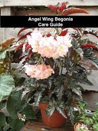 Learn How To Identify And Care For An Angel Wing Begonia At Https Www Houseplant411 Com Houseplant Angel Win Begonia Angel Wings Flower Plant Care Houseplant