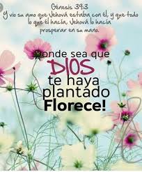 Donde Sea Que Dios Te Haya Plantado Florece Mensaje De Dios Pensamientos Biblicos Frases Cristianas