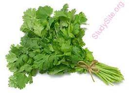 English To Telugu Dictionary Meaning Of Cilantro In Telugu Is క త త మ ర