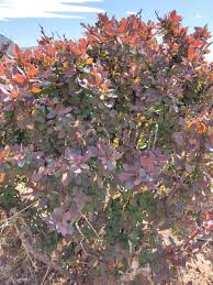 Image result for Berula thunbergii