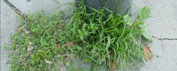 Heb je ook last van zevenblad in je tuin? Hoe Bestrijd Ik Straatgras En Zevenblad In Gazon Of Terras