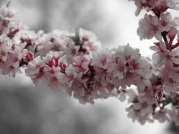 Even modern shrub roses have thorns, so plant them away from sidewalks and pathways. Top 10 Flowering Bushes For Your Yard Birds And Blooms