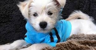 Black And White Maltese Chihuahua Mix Teddy The Terrier Mix Chihuahua Terrier Mix Chihuahua Terrier Dog Breeds