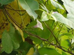Image result for Ipomoea tenuipes