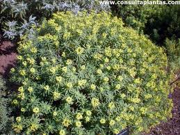 Image result for Euphorbia jubata