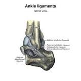 Image result for icd 10 code for calcaneofibular ligament tear