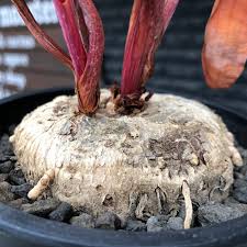 Image result for Eriospermum mackenii