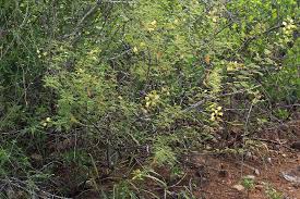 Image result for Acacia chariessa