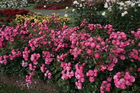 Washable garden rugs will protect your indoor spaces from garden dirt and debris. 37 Rose Garden Ideas Rose Rose Garden Plants