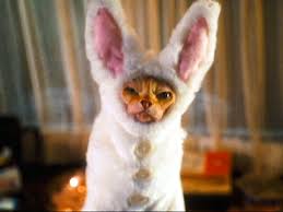 Review Cats Dogs 2 Revenge Of Kitty Galore