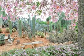Silk floss tree or chorisia speciosa flowers in bloom with old walls as a background. Silk Floss Tree With Pink Flowers Photograph By Ingela Christina Rahm