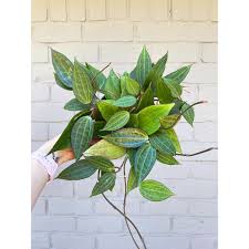 Image result for Mostuea microphylla