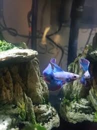 Halfmoon, crowntail, halfmoon plakat & giant. Abe The Twin Tail Halfmoon Betta Album On Imgur
