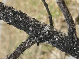 This insect prefers azalea or rhododendron but can infest andromeda, maple, willow, poplar and other plants. Crapemyrtle Bark Scale In China And In The U S Gardening In The Panhandle