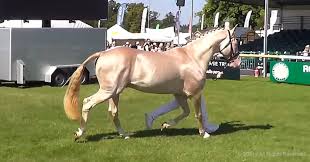 Maybe you would like to learn more about one of these? This Rare Horse Has A Coat Of Pure Gold