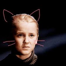 Skye Potter على X: "“@acciodanandphil: sexy pigeon is trying to seduce you  http://t.co/JHgSEQpgPx” oolala. Lol that's actually hilarious"