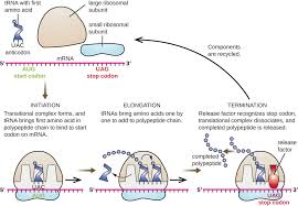 Prokaryotic Translation Biology For Majors I