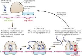 prokaryotic translation biology for majors i