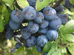 Image result for sloe