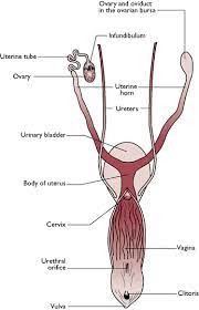 During menopause, the female reproductive system gradually stops making the female hormones necessary for the reproductive cycle to work. Reproductive System Veterian Key