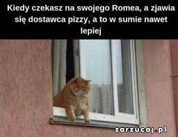 90,904 likes · 1,860 talking about this. Typowy Kot Najlepsze Memy I Obrazki O Kotach Smieszne Memy Z Kotami W Roli Glownej Glos Koszalinski