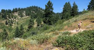 11'' tall cholla cactus wood aquarium display prop (y6a). Explorumentary Spectacular Hikes In Idaho And The West Explorumentary Com