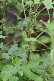 Image result for Acalypha ciliata