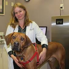 San francisco's only open door shelter. Our Team Crystal Springs Pet Hospital