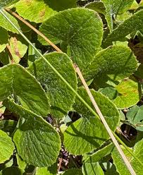 Image result for Centella virgata
