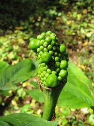 Image result for Arisaema