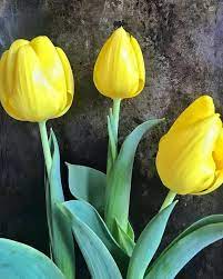 Tulips Tulips Beautiful Flowers Flowers