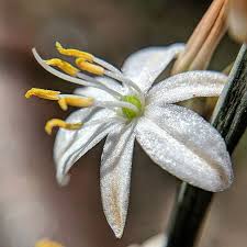 Image result for Chlorophytum subpetiolatum