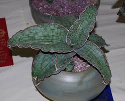 Image result for Canscora kirkii