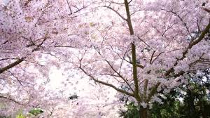 To download an original quality image without watermark click here. Blooming Sakura Cherry Blossom Background Stock Footage Video 100 Royalty Free 30643972 Shutterstock