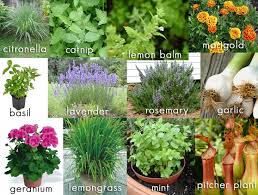 Flowers that repel bugs in vegetable gardens. 12 Plants That Repel Mosquitos From Your Backyard Living Space Minteer Real Estate Team