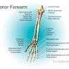 Costae are the long curved bones which form the rib cage. 1