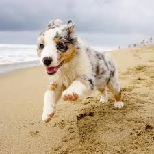 Welcome to the beach furniture. Luna The Australian Shepherd Puppy At Huntington Dog Beach Australian Shepherd Dogs Dog Beach Australian Shepherd