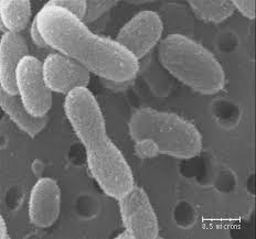 Extreme Life On Earth 8 Bizarre Creatures Microorganisms Earth Life