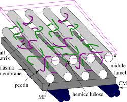 Bacterial and fungal preservation methods. Schematic Diagram Of A Plant Cell Wall Mf Denotes Cell Wall Download Scientific Diagram