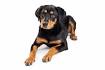 Rottweiler lab mix - Labrottie all information you want to ...
