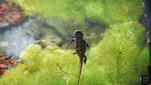 Chinesischer Feuerbauchmolch Cynops Orientalis Molch Feuerbauchmolch Cynops Cynopsorientalis Aquarium Molch Amphibien Bauch Weg