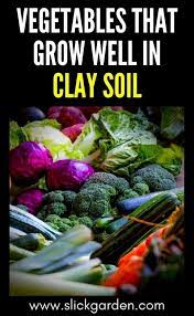 Vegetables That Grow Well In Clay Soil Slick Garden Clay Soil Vegetables Growing Vegetables