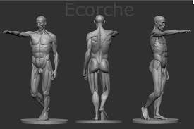 Ecorche Houdon 3d Print Model Print Models 3d Printable Models Print