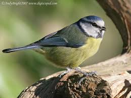 Bird Of The Month Canon 1 4x And 2x Extenders Nightingale Bird Bird Pictures Bird